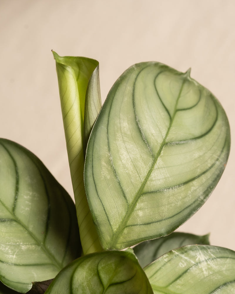 Dieses Nahaufnahmebild zeigt die Blätter einer Baby-Maranta „Amabilis Mint“. Das Laub hat eine hellgrüne, fast durchscheinende Textur, wobei dunkelgrüne Adern ein auffälliges Muster bilden. Ein Blatt ist eng zu einem Zylinder gerollt, was auf neues Wachstum bei dieser Pflanze hindeutet.