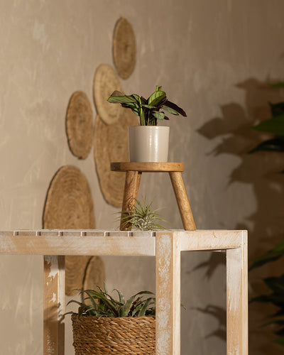 Eine Baby-Maranta ‚Amabilis Mint‘ sitzt auf einem Holzhocker, der auf einem weißen rustikalen Regal steht. Darunter, im Regal, befindet sich ein Weidenkorb, in dem eine weitere Pflanze steckt. Der Hintergrund zeigt eine beige Wand mit dekorativ geflochtenen Strohkreisen. Sanftes Licht wirft Schatten und unterstreicht die ruhige Atmosphäre dieses halbschattigeren Standorts.