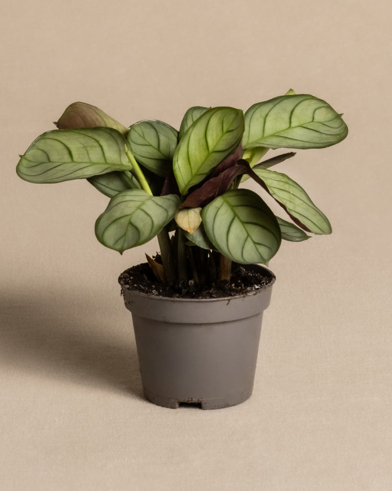 Eine eingetopfte Baby-Maranta ‚Amabilis Mint‘ mit grünen Blättern mit dunkelgrünen Adern steht in einem kleinen grauen Topf auf einem neutralen beigen Untergrund. 