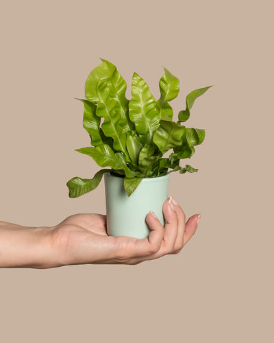 Eine Hand hält einen kleinen hellgrünen Topf mit einem leuchtend grünen Baby-Nestfarn. Der Hintergrund ist in einem satten Beige gehalten, was die üppige Erscheinung der Pflanze noch verstärkt.