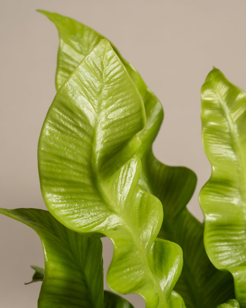 Nahaufnahme eines Nestfarns (Asplenium nidus), der seine glänzenden, strukturierten Blätter zeigt. Das Laub weist markante Rillen auf und ist in einem überlappenden Muster angeordnet, wodurch ein üppiges und lebendiges Erscheinungsbild entsteht. Ideal für schattige bis halbschattig Umgebungen. Der Hintergrund ist ein neutrales, helles Beige.