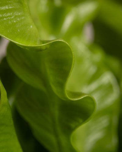 Nahaufnahme der gewellten Ränder eines hellgrünen, strukturierten Baby-Nestfarn-Blattes (Asplenium nidus) mit tiefen Rillen und einer glänzenden Oberfläche. Der Hintergrund ist verschwommen, wodurch die detaillierten Feinheiten der Blattstruktur und die leuchtende Farbe hervorgehoben werden. Diese Pflanze gedeiht unter schattigen bis halbschattigen Bedingungen.