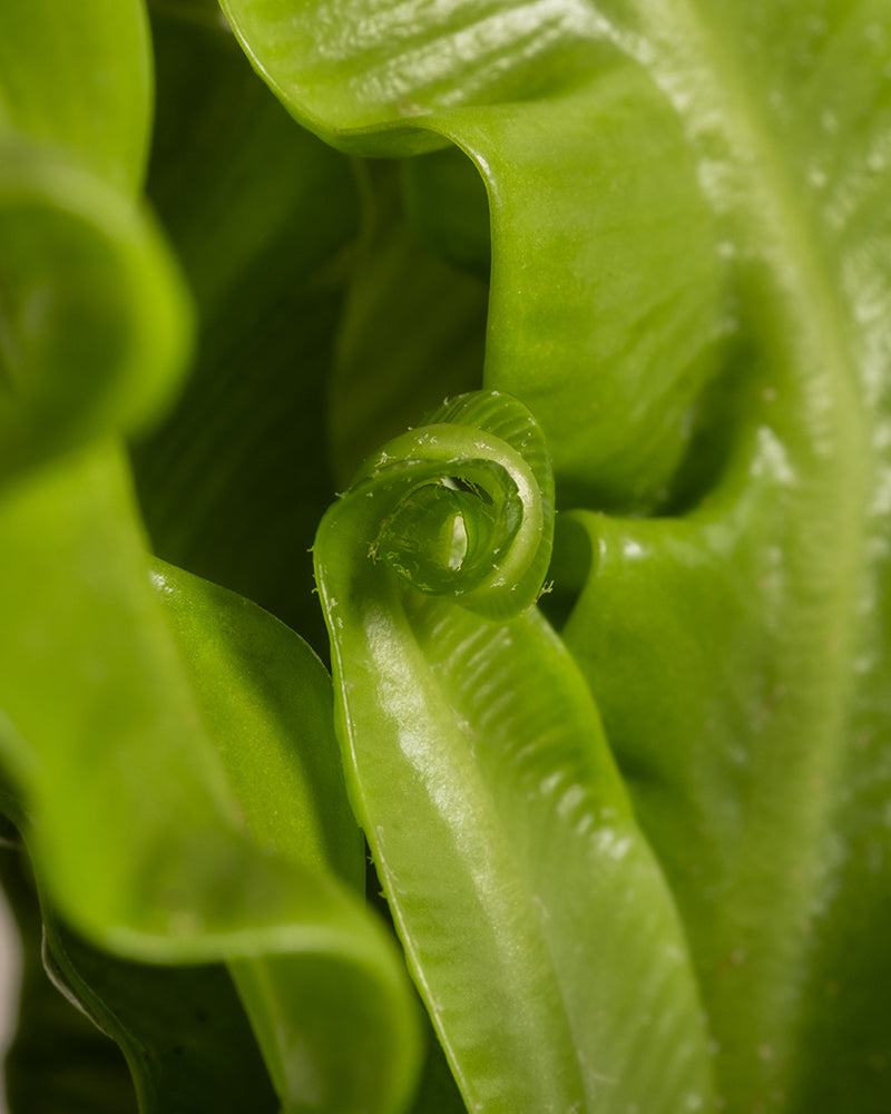 Nahaufnahme eines Blattes des Nestfarns (Asplenium nidus) beim Entrollen mit einer eng gewundenen Spitze. Die leuchtend grüne Oberfläche des Blattes weist komplizierte Aderndetails und eine glänzende Textur auf, die ein Gefühl von frischem Wachstum und Vitalität vermittelt. Ideal für schattige bis halbschattige Bereiche.