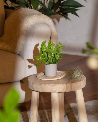 Ein kleiner, grüner Baby-Nestfarn im Topf steht auf einem runden, hölzernen Beistelltisch mit drei Beinen. Der Tisch steht neben einem Sessel aus beigem Stoff, der mit einer flauschigen Decke behangen ist. Der Hintergrund besteht aus grünem Laub und einem Holzboden, wodurch eine gemütliche und natürliche Innenatmosphäre entsteht.