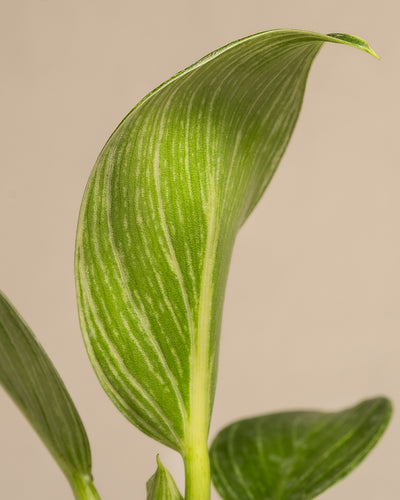 Baby Philodendron ‘White Measure’