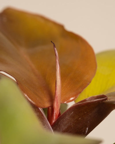 Nahaufnahme eines Babypflanzen-Trio-Philodendrons mit breiten, kupferfarbenen Blättern. Der Fokus liegt auf einem neuen Blatt, das aus der Mitte sprießt, einen helleren Farbton hat und eine leicht gekrümmte Spitze aufweist. Der Hintergrund ist neutral und betont die satte Farbe des Philodendrons.