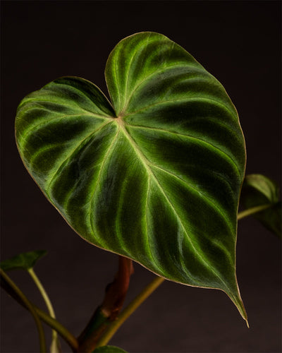 Eine Nahaufnahme eines einzelnen herzförmigen Blattes einer Philodendron verrucosum Babypflanze. Das Blatt ist dunkelgrün mit helleren grünen Adern und einer glatten Textur vor einem dunklen Hintergrund. Ein Teil des Stiels und einige unscharfe Blätter sind sichtbar, was die Bedeutung der richtigen Pflanzenpflege und Luftfeuchtigkeit unterstreicht.