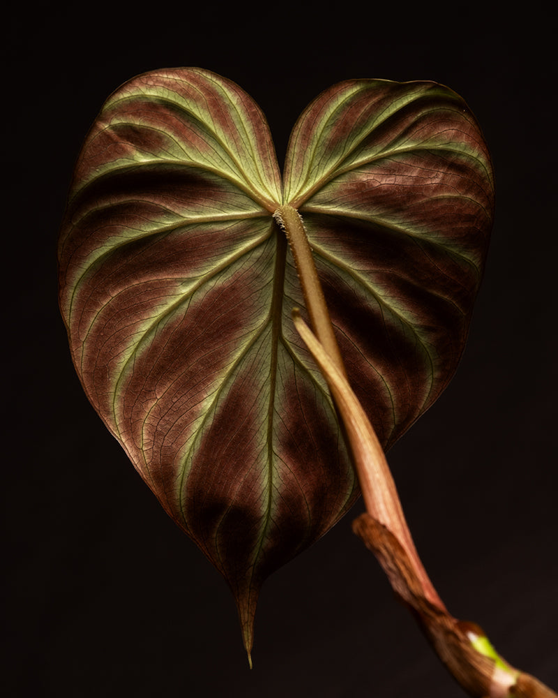 Nahaufnahme eines einzelnen, herzförmigen Blattes der Philodendron verrucosum Babypflanze mit ausgeprägten Adern, dramatisch beleuchtet vor einem schwarzen Hintergrund. Das dunkelrote und grüne Blatt ist an einem braunen Stiel befestigt, der teilweise sichtbar und leicht gebogen ist, was zur dynamischen Komposition des Bildes beiträgt.