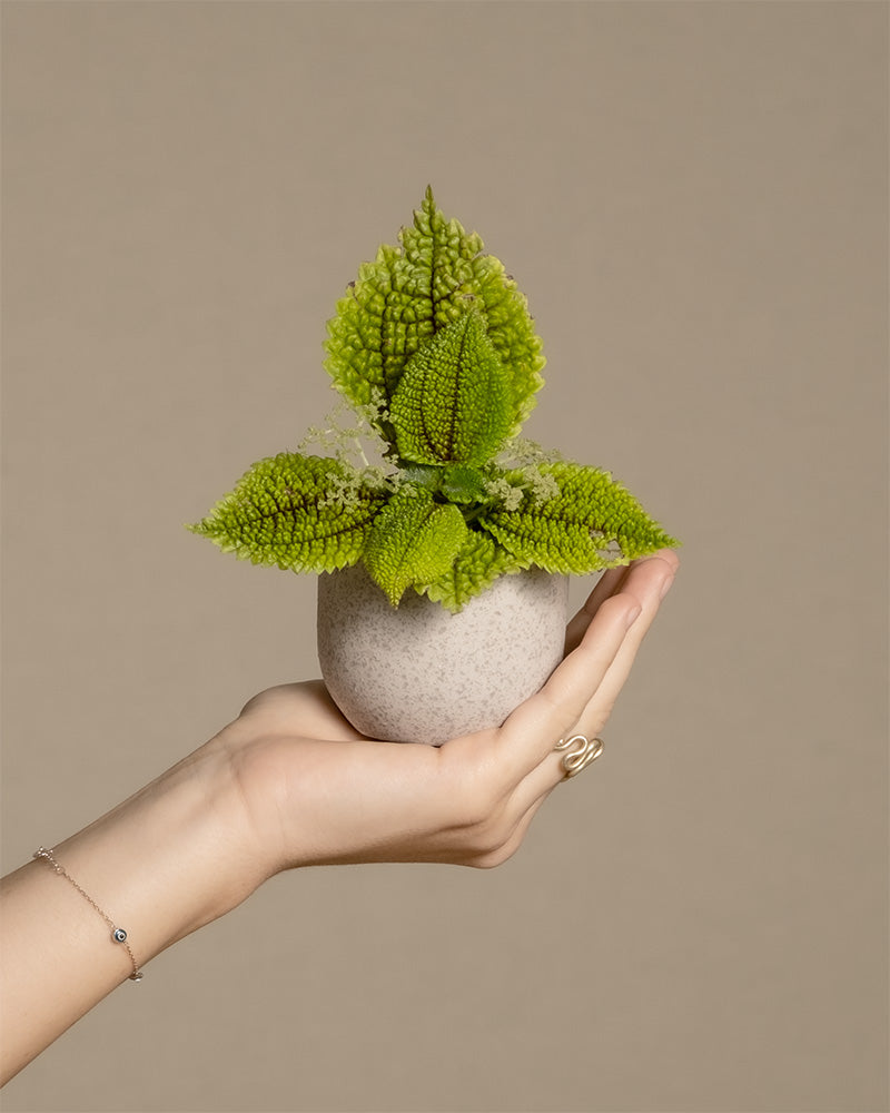 Baby Pilea ‘Moon Valley’ in feey Keramiktopf wird von einer Hand von links ins Bild gehalten. 