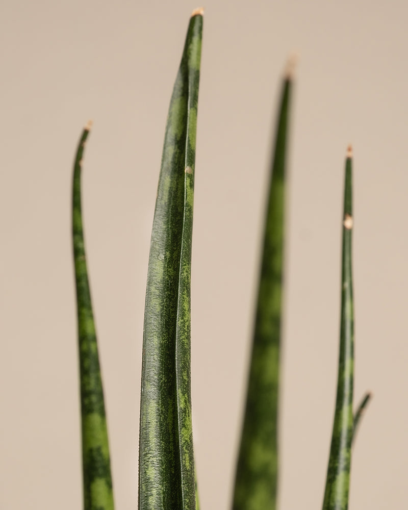 Baby Sansevieria ‘Mikado’