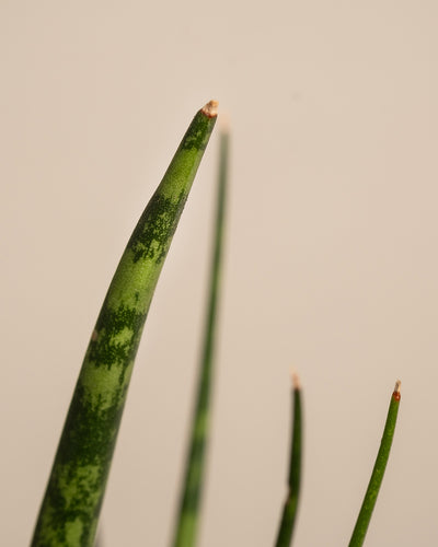 Baby Sansevieria ‘Mikado’