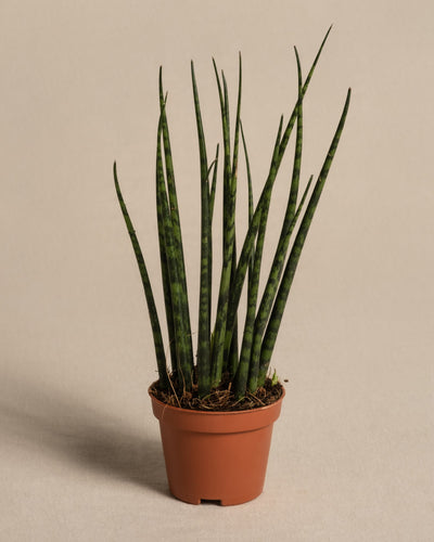 Baby Sansevieria ‘Mikado’ ohne Übertopf