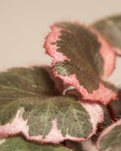 Baby Saxifraga variegata