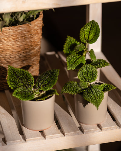 Babypflanzen-Trio: Pilea ‘Moon Valley’