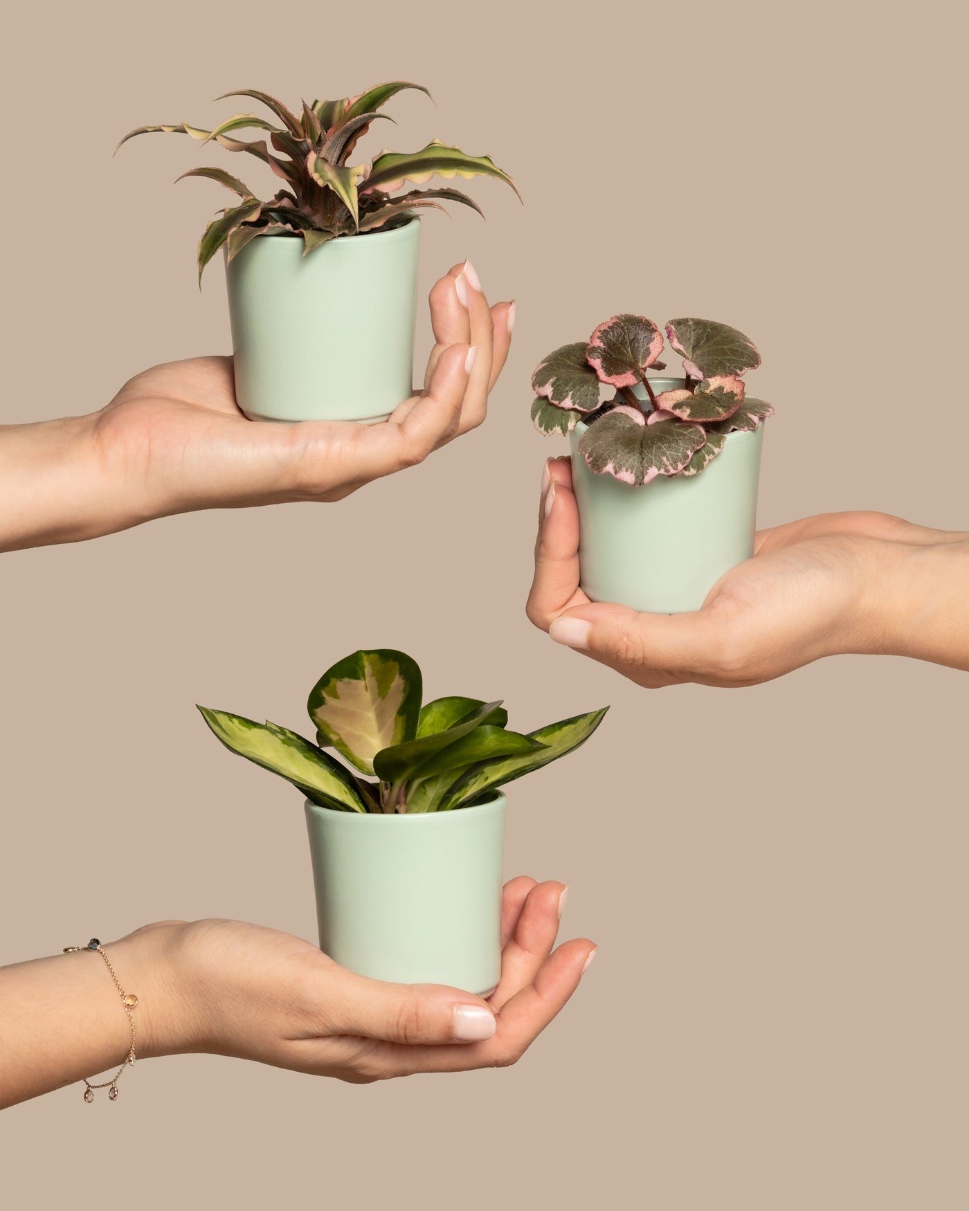 Drei Hände halten kleine Töpfe mit einem Babypflanzen-Trio mit rosa Blättern vor einem beigen Hintergrund. Jede Hand hält eine andere Pflanzenart in pastellgrünen Töpfen. Die Pflanzen haben unterschiedliches Laub, eine ist grün, eine andere hat rosarote Blätter und die dritte hat bunte Blätter.