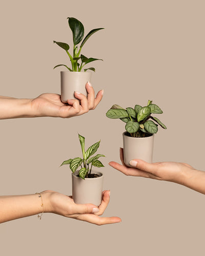 Drei Hände halten kleine Topfpflanzen vor einem beigen Hintergrund. Jede Hand hält eine andere Sorte, darunter Calathea Vittata und Philodendron White Measure mit grünem Blattwerk. Die Pflanzen stehen in schlichten, zylindrischen weißen Töpfen und passen perfekt zum Babypflanzen-Trio fürs Badezimmer.