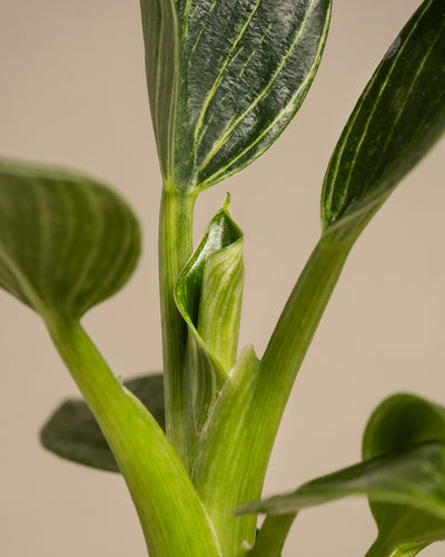 Nahaufnahme eines grünen Stiels des Babypflanzen-Trios fürs Badezimmer Calathea Vittata, der mehrere längliche, dunkelgrüne Blätter zeigt. Aus der Mitte des Stiels entfaltet sich ein neues Blatt. Der Hintergrund ist ein schlichtes, neutrales Beige, das die komplexen Texturen und Adern auf den Blättern hervorhebt.