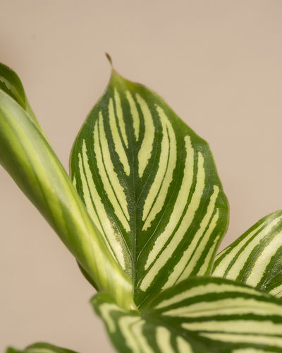 Nahaufnahme von grünen Maranta-Blättern mit cremeweißen Streifen, die vertikal entlang der Blattadern verlaufen, vor einem sanften beigen Hintergrund – ideal für alle, die das elegante Babypflanzen-Trio fürs Badezimmer suchen.