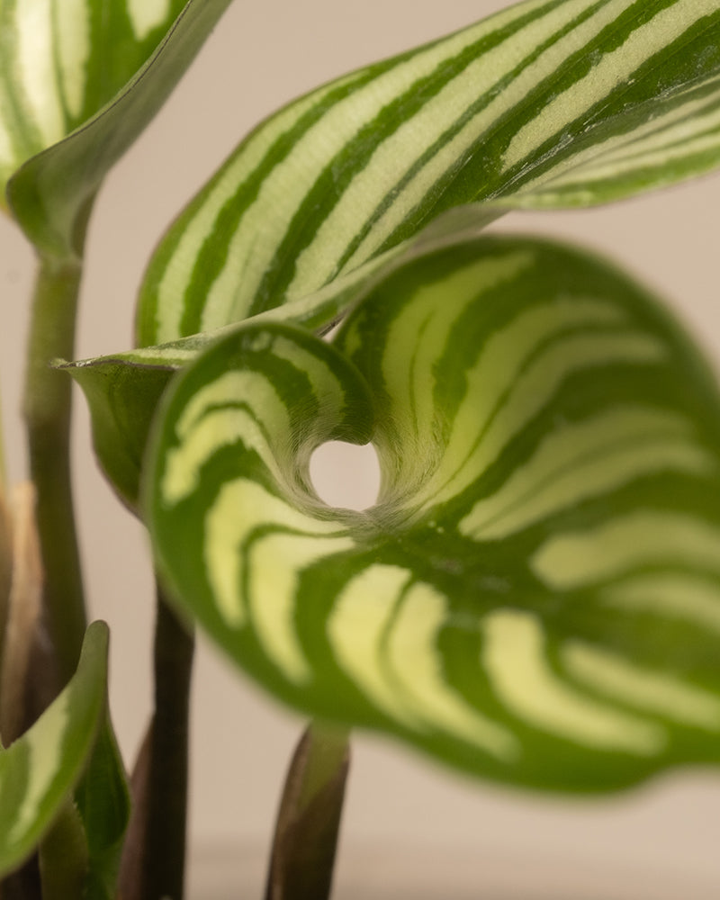 Eine Nahaufnahme eines grün-weiß gestreiften Blattes der Calathea Vittata (Babypflanzen-Trio fürs Badezimmer), das seine geschwungene Form und ein kleines Loch in der Mitte zeigt. Der sanft verschwommene Hintergrund betont die komplizierten Muster und Texturen dieser beliebten Badezimmerpflanze noch mehr.