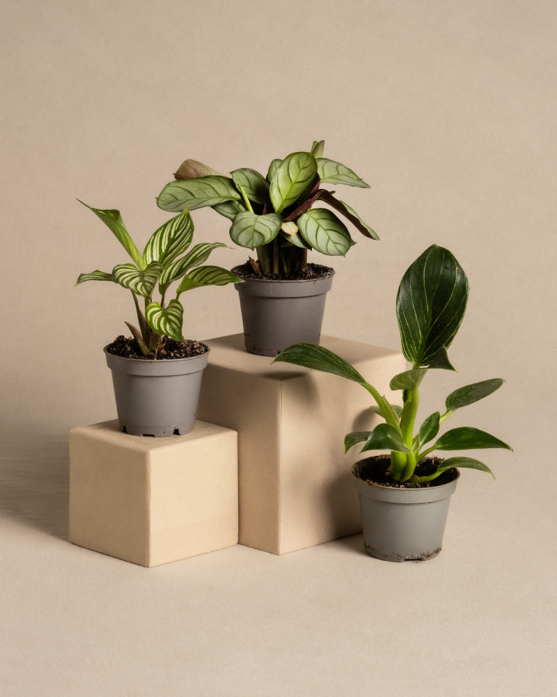 Drei Topfpflanzen aus der Kollektion Babypflanzen-Trio fürs Badezimmer, darunter ein atemberaubender Philodendron White Measure und eine lebendige Calathea Vittata, werden auf verschiedenen Ebenen beiger Podeste vor einem beigen Hintergrund präsentiert. Die Pflanzen haben unterschiedliche Blattformen und -muster. 