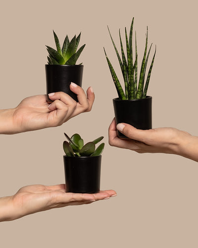 Drei Hände halten kleine schwarze Töpfe mit verschiedenen Sukkulenten vor einem beigen Hintergrund. Das Babypflanzen-Trio für wenig Wasser umfasst eine stachelige Aloe Vera, eine hohe und dünne Baby-Sansevieria und eine kleine, rundblättrige Jadepflanze. Jede Hand ist so positioniert, dass die Sukkulenten gut zur Geltung kommen.