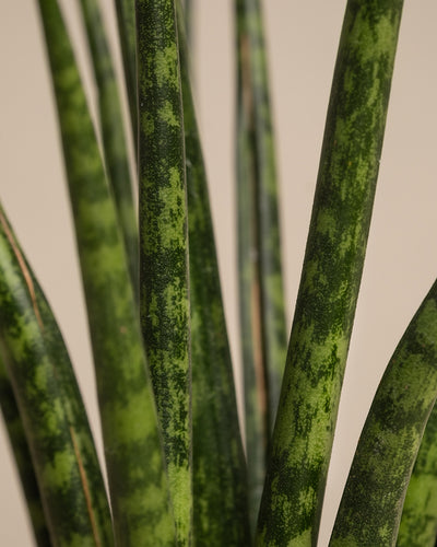 Nahaufnahme der langen, aufrechten grünen Blätter einer Baby Sansevieria (Sansevieria), die Schattierungen von Dunkel- und Hellgrün mit gesprenkelten Mustern aufweisen. Der Hintergrund ist schlicht und beige. Diese bezaubernde Ergänzung Ihrer Babypflanzen-Trio-für-wenig-Wasser-Kollektion hat Blätter mit einer leicht rauen Textur.