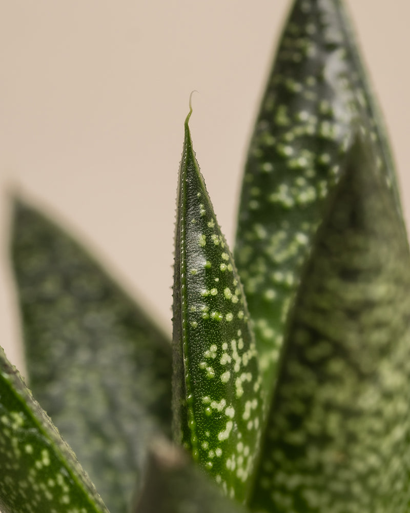 Nahaufnahme einer grünen Sukkulentenpflanze vom Typ Sansevieria, Teil der Kollektion Babypflanzen-Trio für wenig Wasser, die ihre spitzen, leicht gebogenen Blätter zeigt. Die glatten Blätter sind mit weißen oder hellgrünen Flecken verziert, die ein gepunktetes Muster bilden. Der Hintergrund hat eine weiche, neutrale Beigefarbe.