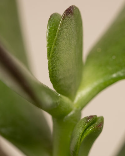 Nahaufnahme einer Pflanze aus dem Babypflanzen-Trio für wenig Wasser (Crassula ovata) mit glatten, dicken, grünen Blättern. Der Fokus liegt auf der Verbindungsstelle zwischen den Blättern und dem Stiel, wodurch die Textur und die Details dieser Sukkulente hervorgehoben werden.