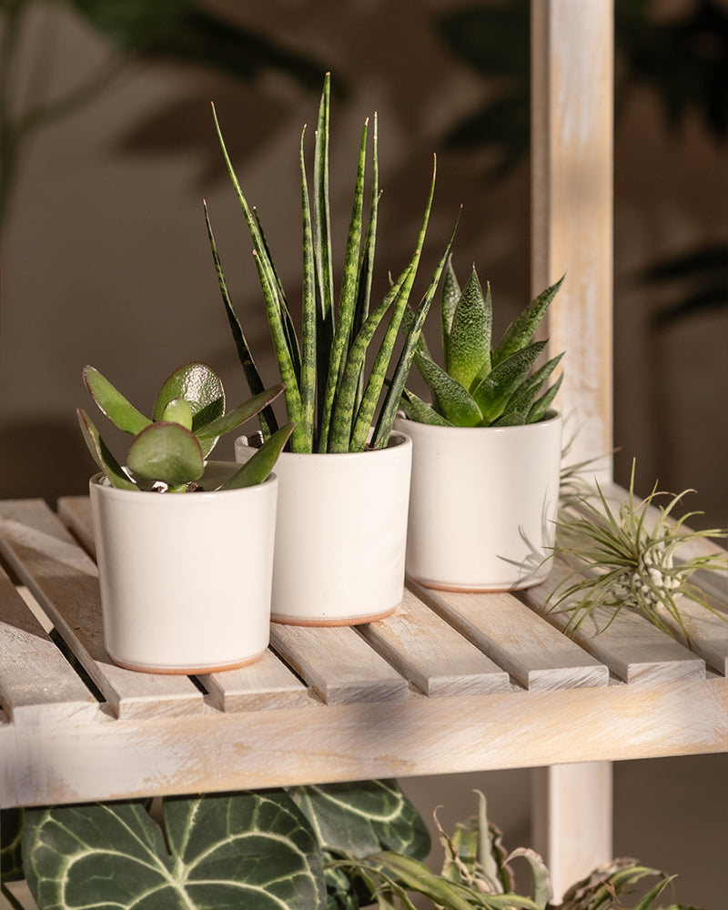 Drei kleine Sukkulenten in Töpfen aus dem Babypflanzen-Trio für wenig Wasser stehen auf einem hellen Regal aus Holzlatten. Die Pflanzen, darunter eine Baby Sansevieria, stehen in weißen Keramiktöpfen und stehen in einem gut beleuchteten Bereich, der weiche Schatten wirft. Um das Regal herum ist zusätzliches Grün zu sehen, das die ruhige und natürliche Umgebung noch verstärkt.