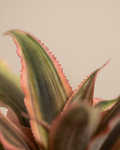 Nahaufnahme einer Sukkulente aus dem Babypflanzen-Trio mit rosa Blättern, die ihre spitzen, dicken Blätter mit grünen und rosaroten Blättern zeigt. Die Blattränder weisen subtile Zacken auf, die der Pflanze Struktur verleihen. Der Hintergrund ist in einem schlichten, neutralen Beige gehalten.