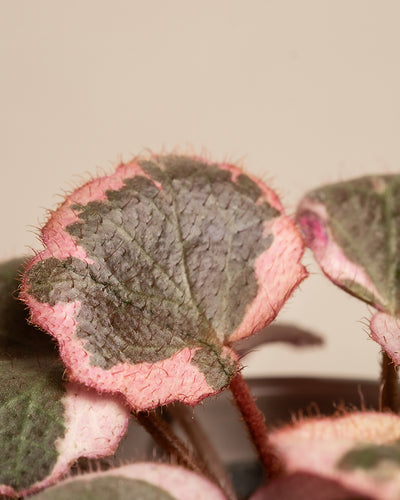 Nahaufnahme einer Zimmerpflanze vom Typ Babypflanzen-Trio mit rosa Blättern, deren Blätter eine Mischung aus grüner und rosa Färbung aufweisen. Die leicht pelzigen, strukturierten Blätter mit rosaroten Blättern weisen ein ausgeprägtes Muster auf. Der neutrale Hintergrund hebt das detaillierte Blattwerk hervor – perfekt, um einen hellen Standort mit seiner einzigartigen Schönheit aufzuhellen.