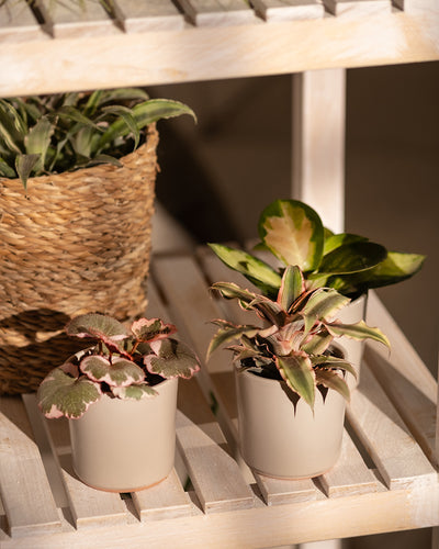 Drei Topfpflanzen auf einem Holzregal. Zwei Babypflanzen aus dem „Babypflanzen-Trio mit rosa Blättern“ in beigen Töpfen, einer mit bunten Blättern und der andere mit rosaroten Blättern, stehen prominent im Vordergrund. Eine größere Pflanze in einem geflochtenen Korb steht im Hintergrund auf dem oberen Regal, alle gedeihen an einem hellen Standort.