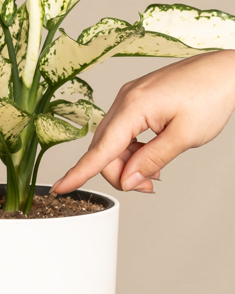 Hand drückt ein Dünger Pellet von feey in die Erde einer PFlanze