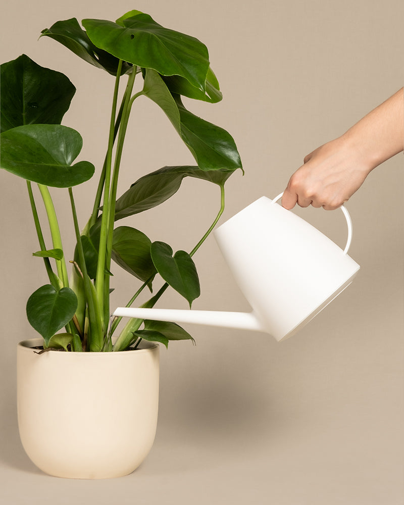 Eine Hand gießt eine grüne Zimmerpflanze mit großen Blättern mithilfe einer weißen Brüsseler Gießkanne. Die Pflanze steht in einem beigen Topf vor einem neutralen Hintergrund und verkörpert zeitloses Design.
