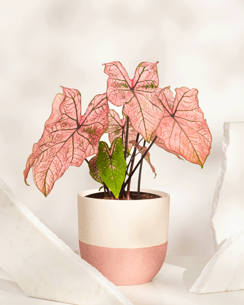 Ein Caladium „Spring Fling“ mit großen rosa Blättern und einem grünen Blatt steht in einem beigen und rosa Topf, umgeben von weißen strukturierten Oberflächen vor einem neutralen Hintergrund.