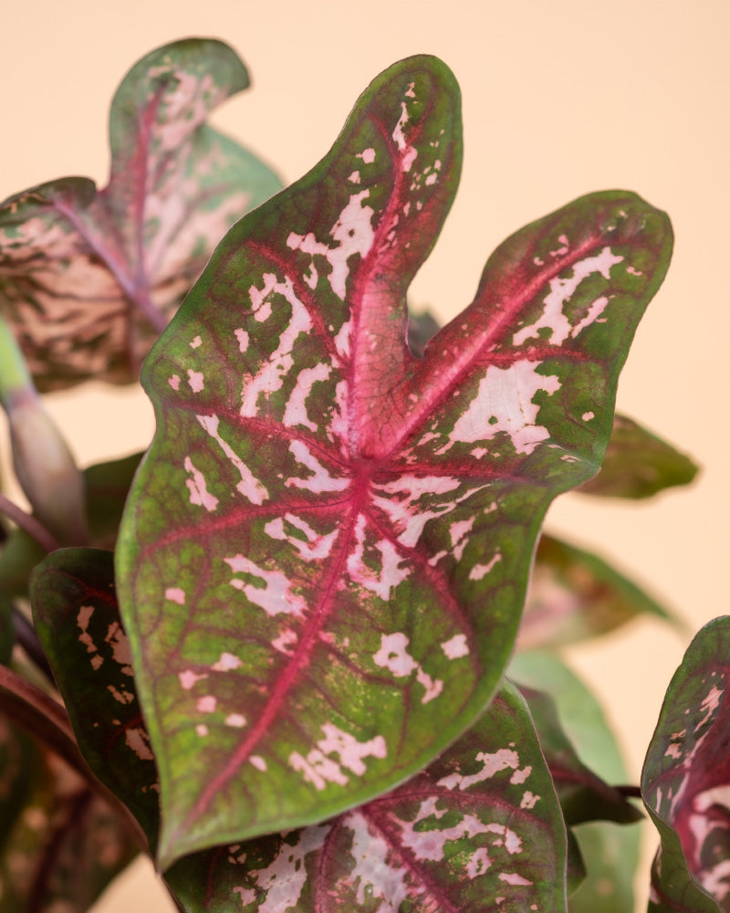 Nahaufnahme eines herzförmigen Caladium-Blattes mit einem auffälligen Muster aus grünen, rosa und roten Farbtönen. Das Caladium-Pflanzen-Set hat markante rote Adern und eine Mischung aus weißen und rosa Sprenkeln vor einem sanften beigen Hintergrund.