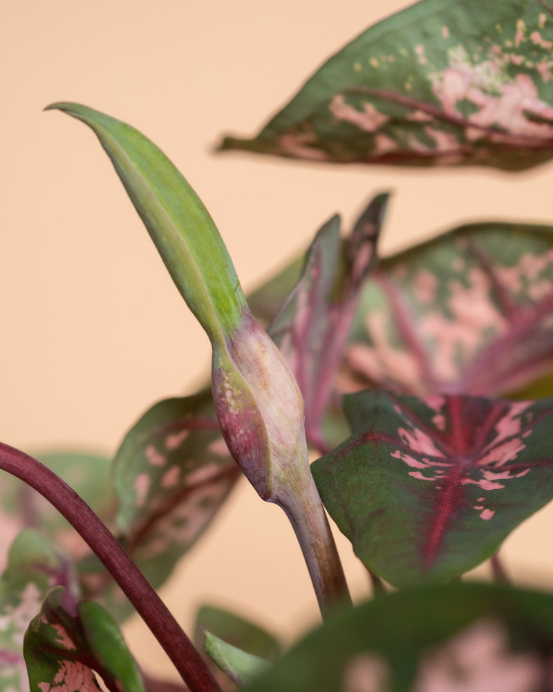 Detailaufnahmen von Caladium 'Roze'