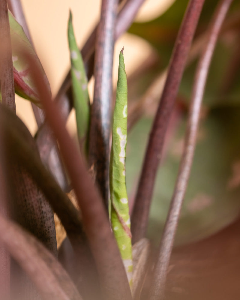 Detailaufnahmen von Caladium 'Roze'