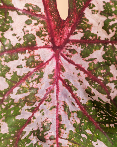 Detailaufnahmen von Caladium 'Roze'