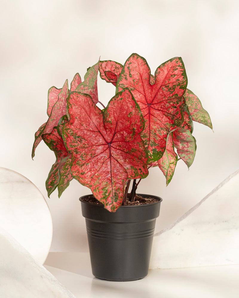 Eine Caladium „Lava Glow“ im Topf mit großen, herzförmigen rosa Blättern mit grünem Rand steht auf einer weißen Fläche vor einem hellen Hintergrund.