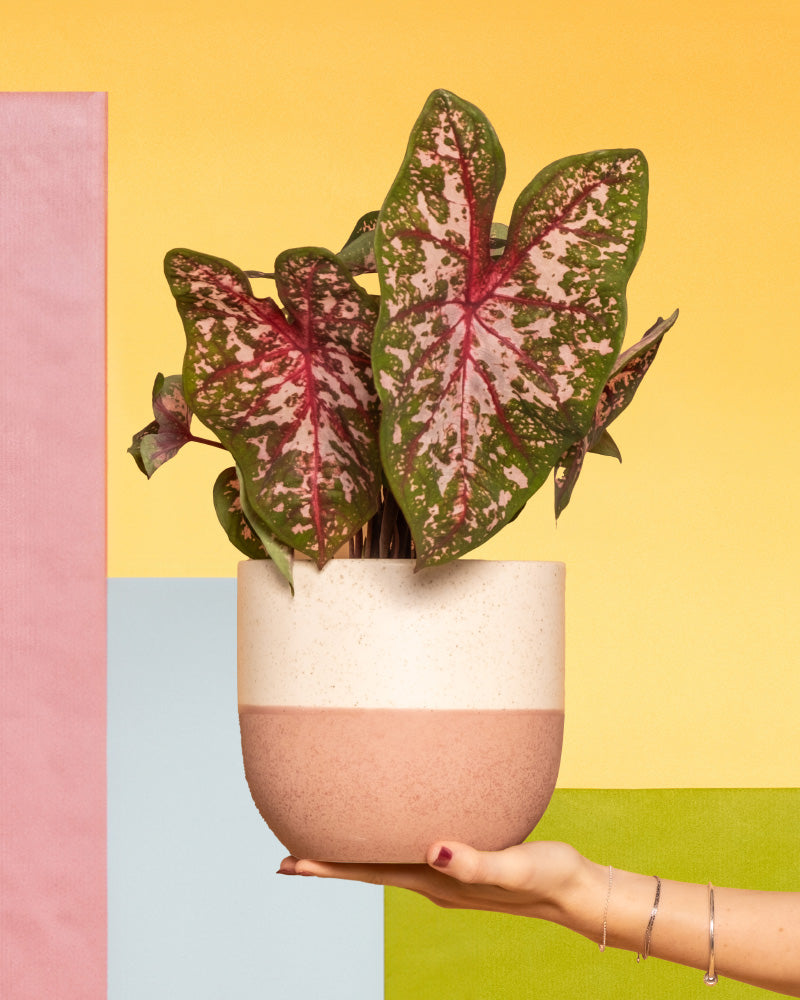 Caladium Roze in einem Topf, der von einer Hand gehalten wird