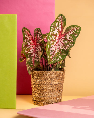 Caladium 'Roze'