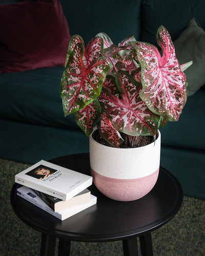 Caladium 'Roze' in einem Wohnzimmer neben einem Stapel Bücher