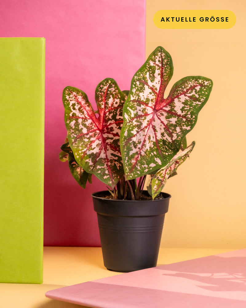 Caladium 'Roze' ohne übertopf