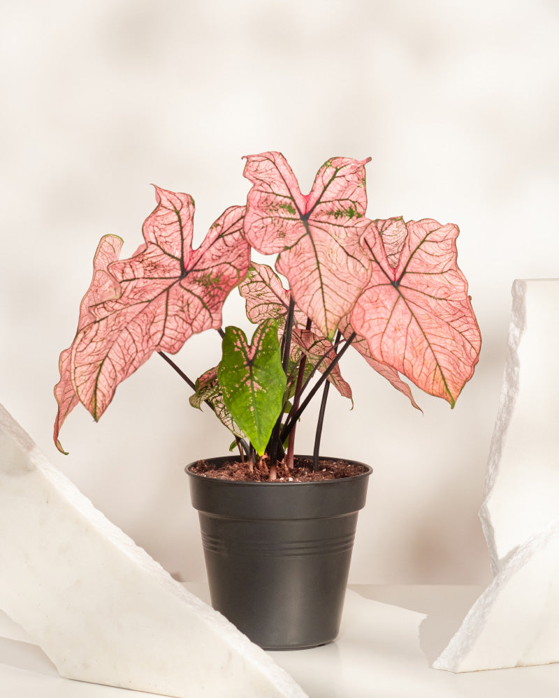 Ein Caladium „Spring Fling“, eine Saisonpflanze, zeigt seine großen rosa Blätter mit grünen Adern auf einer weißen Oberfläche, flankiert von zwei Stücken strukturierten weißen Materials vor einem sanft beleuchteten neutralen Hintergrund.