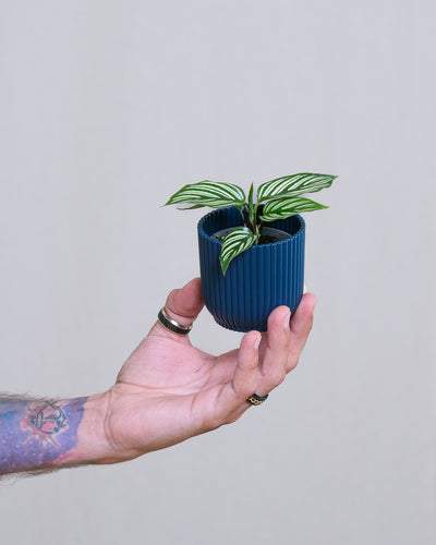 Baby Calathea vittata in einem blauen Übertopf gehalten von einer Hand