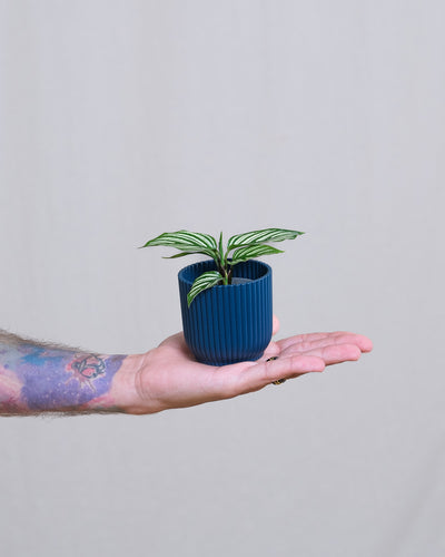 Baby Calathea vittata in einem blauen Übertopf gehalten von einer Hand