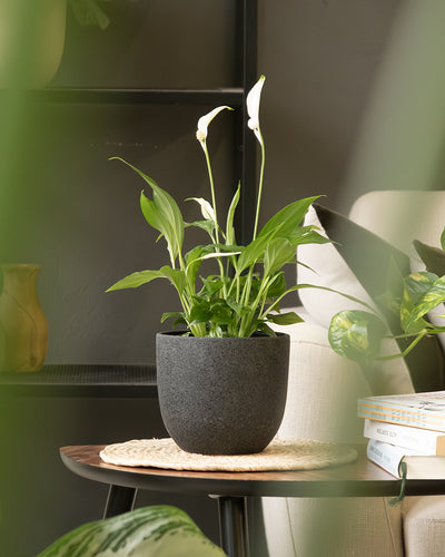 Eine Friedenslilie mit weißen Blüten steht in einem hübschen Keramik-Topf (Direito | 14 cm ⌀) auf einem kleinen Holztisch. Der Tisch ist mit einem gewebten Tischset geschmückt, und daneben liegen gestapelte Bücher und grüne Blattpflanzen, die dem gemütlichen Raum eine natürliche Note verleihen.