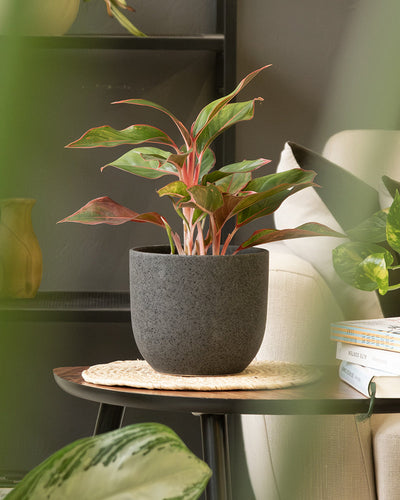 Eine Topfpflanze mit bunten grünen und rosa Blättern steht auf einem kleinen Holztisch. Der Tisch hat eine gewebte Unterlage und ist umgeben von weiteren Zimmerpflanzen in handgefertigten Keramiktöpfen aus dem Keramik-Topfset 'Direito' (3 × 16), neben einem cremefarbenen Sofa. Im Hintergrund runden Regale mit Dekoartikeln die gemütliche Szene ab.