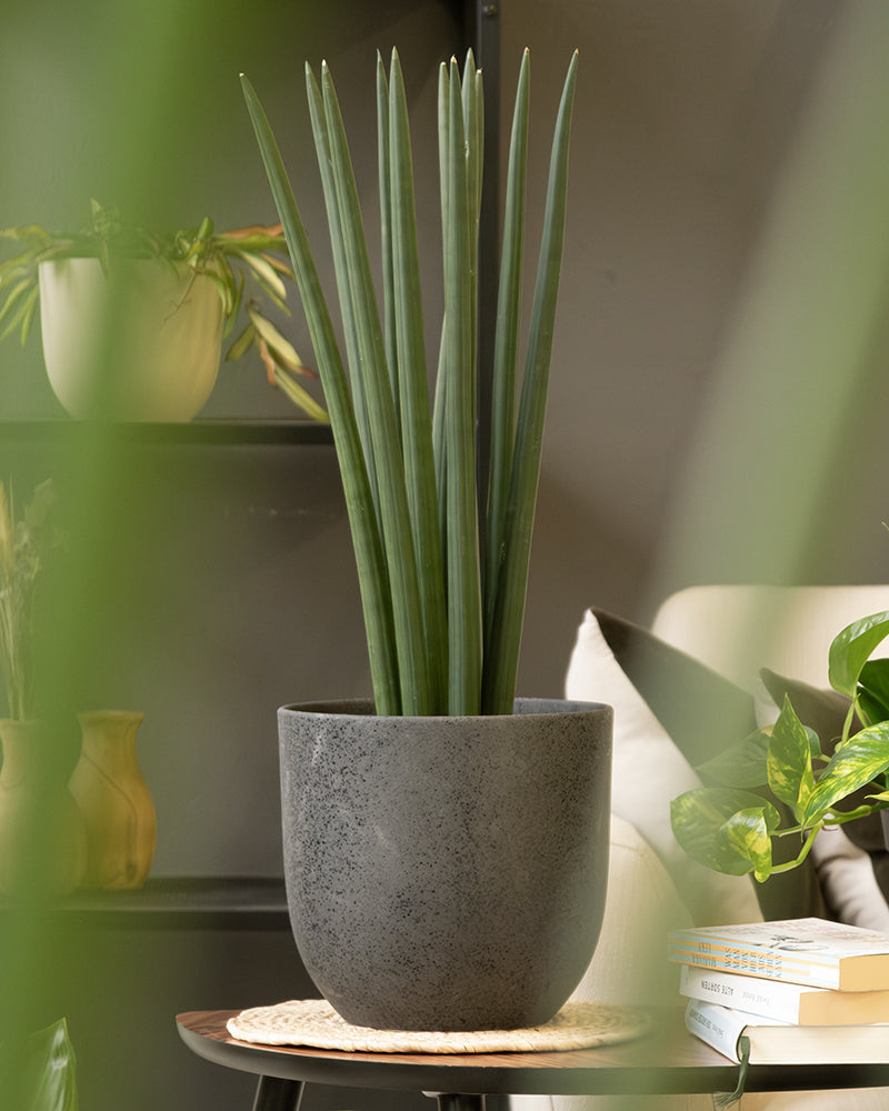Eine hohe Sansevieria cylindrica Pflanze mit aufrechten, zylindrischen Blättern in einem Keramik Topfset 'Direito' (22, 16, 14) steht auf einem runden Holztisch. Im Hintergrund ist ein gemütlicher Wohnraum mit einem weißen Stuhl, Regalen mit weiteren Zimmerpflanzen und daneben gestapelten Büchern zu sehen.